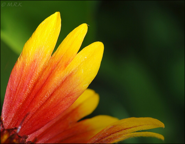 گل شاد,Firewheel, Indian blanket, Indian Blanketflower, Sundance

